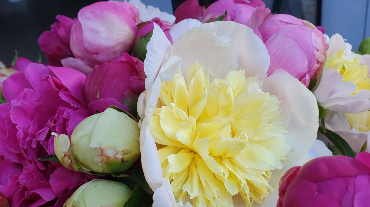 Florăria Florosenti Pitești