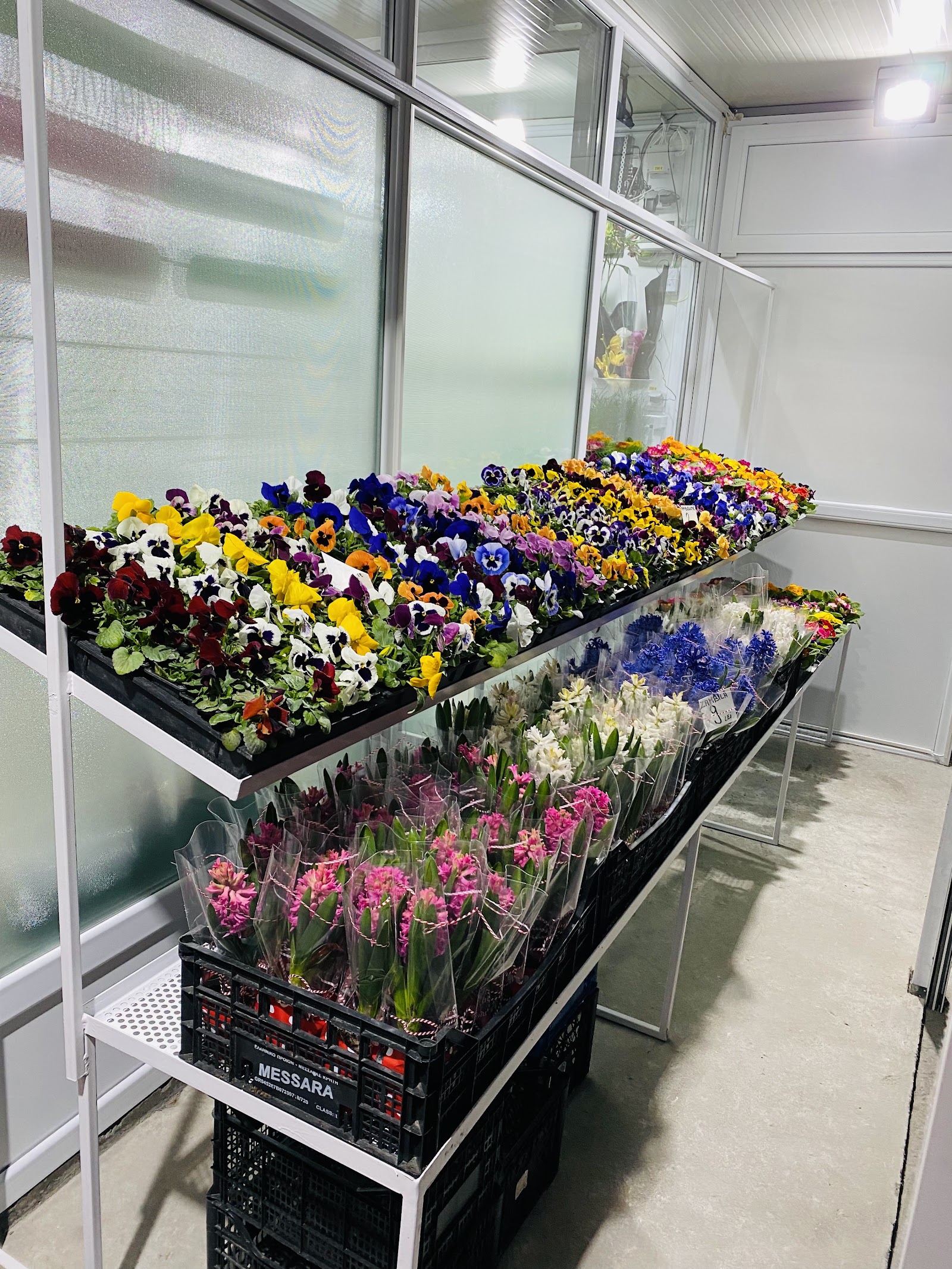 Floraria Daliana Pitesti