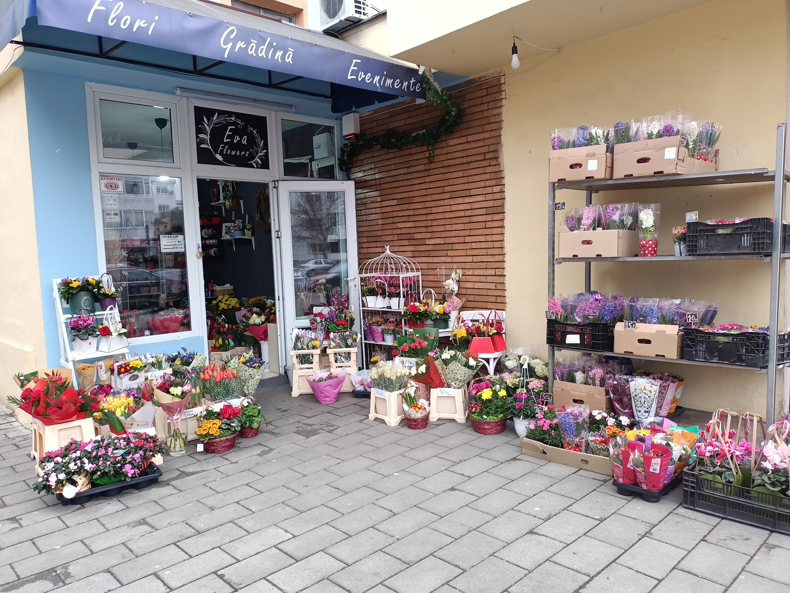 Eva Flowers