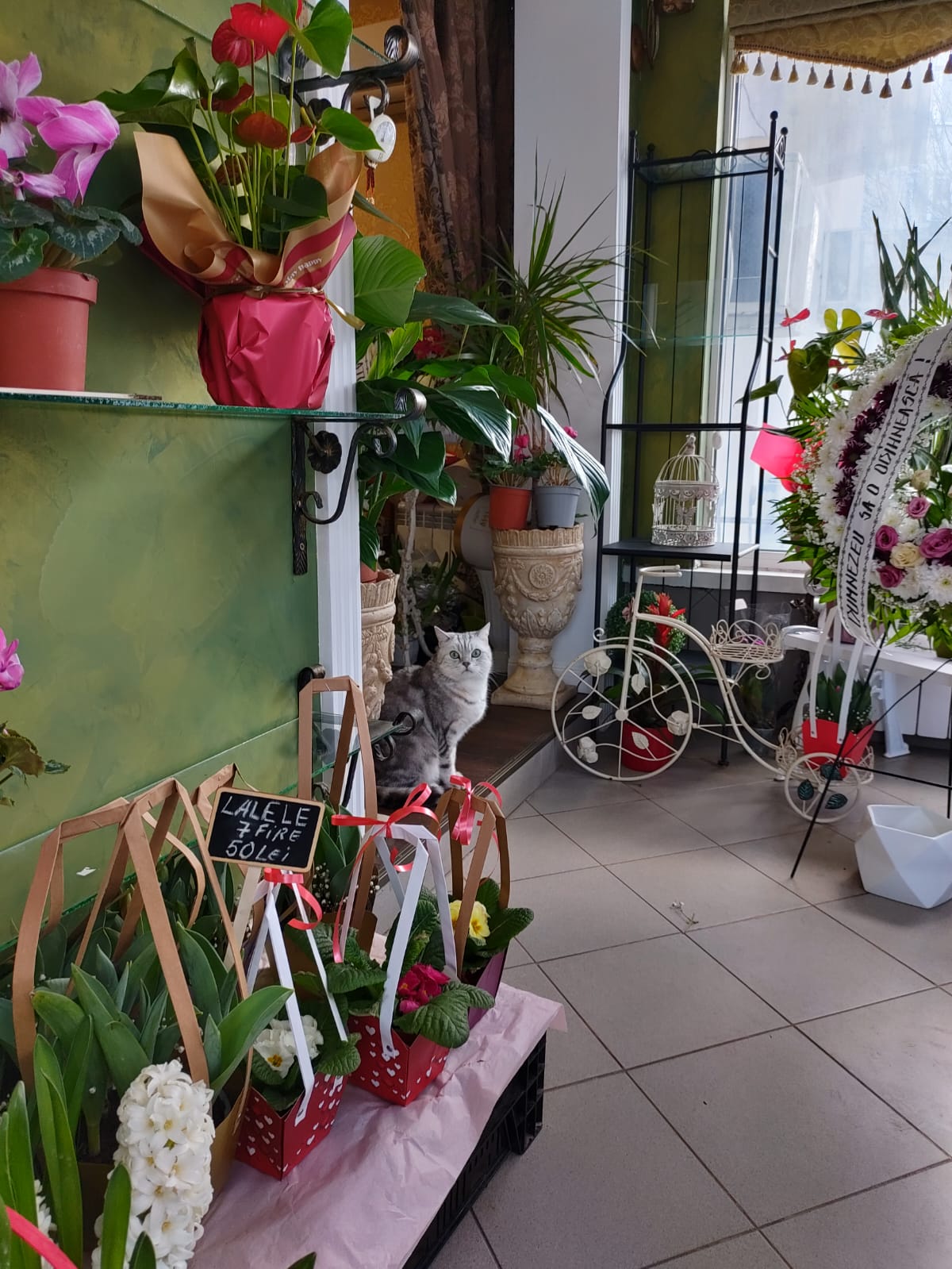 FLORĂRIA ANCA