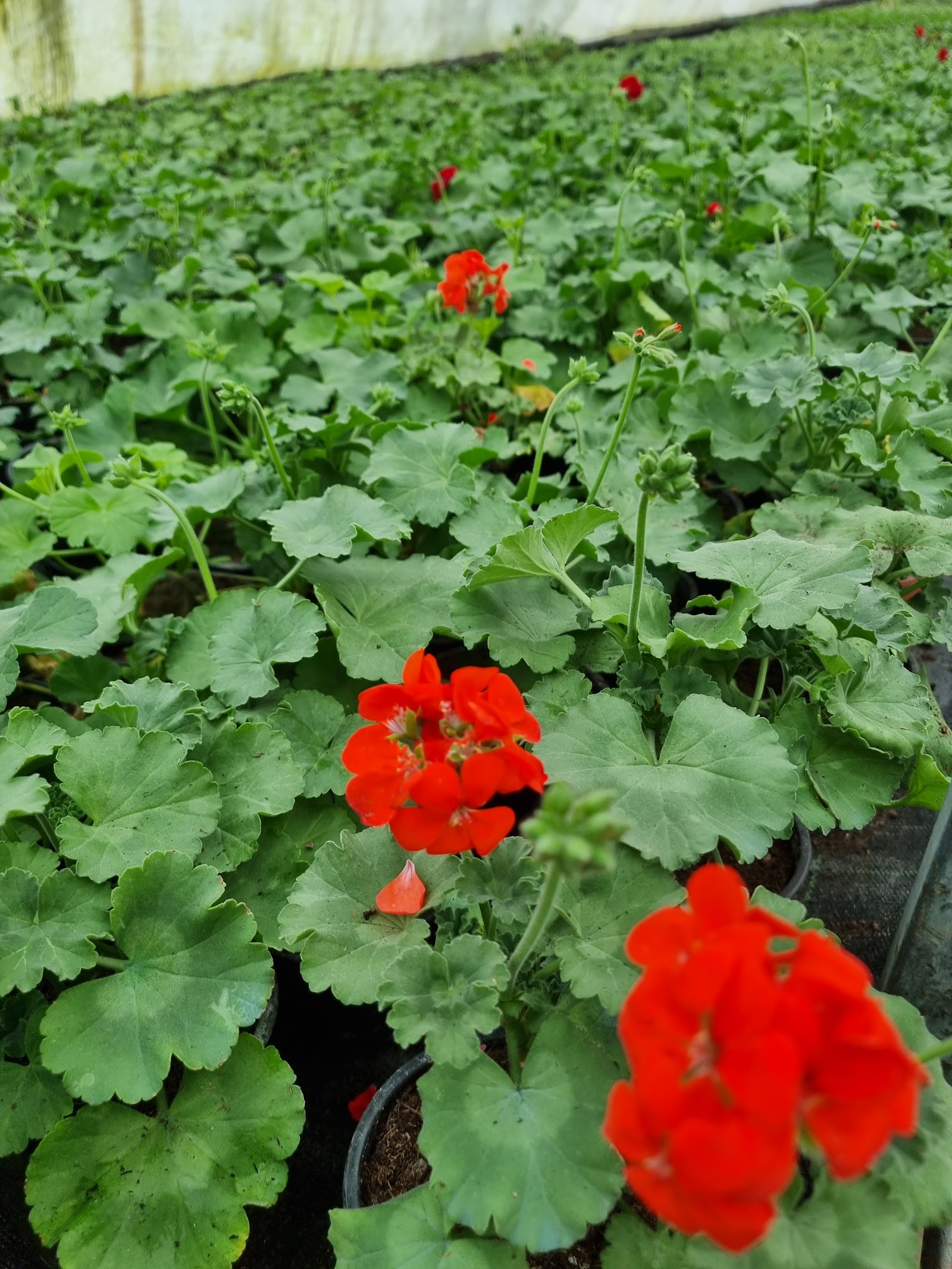 Gradina cu flori Bacau