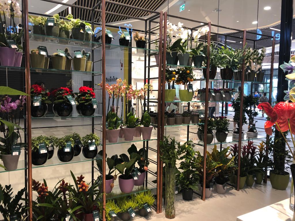 Florăria Magnolia Târgu Mureș (Shopping City)