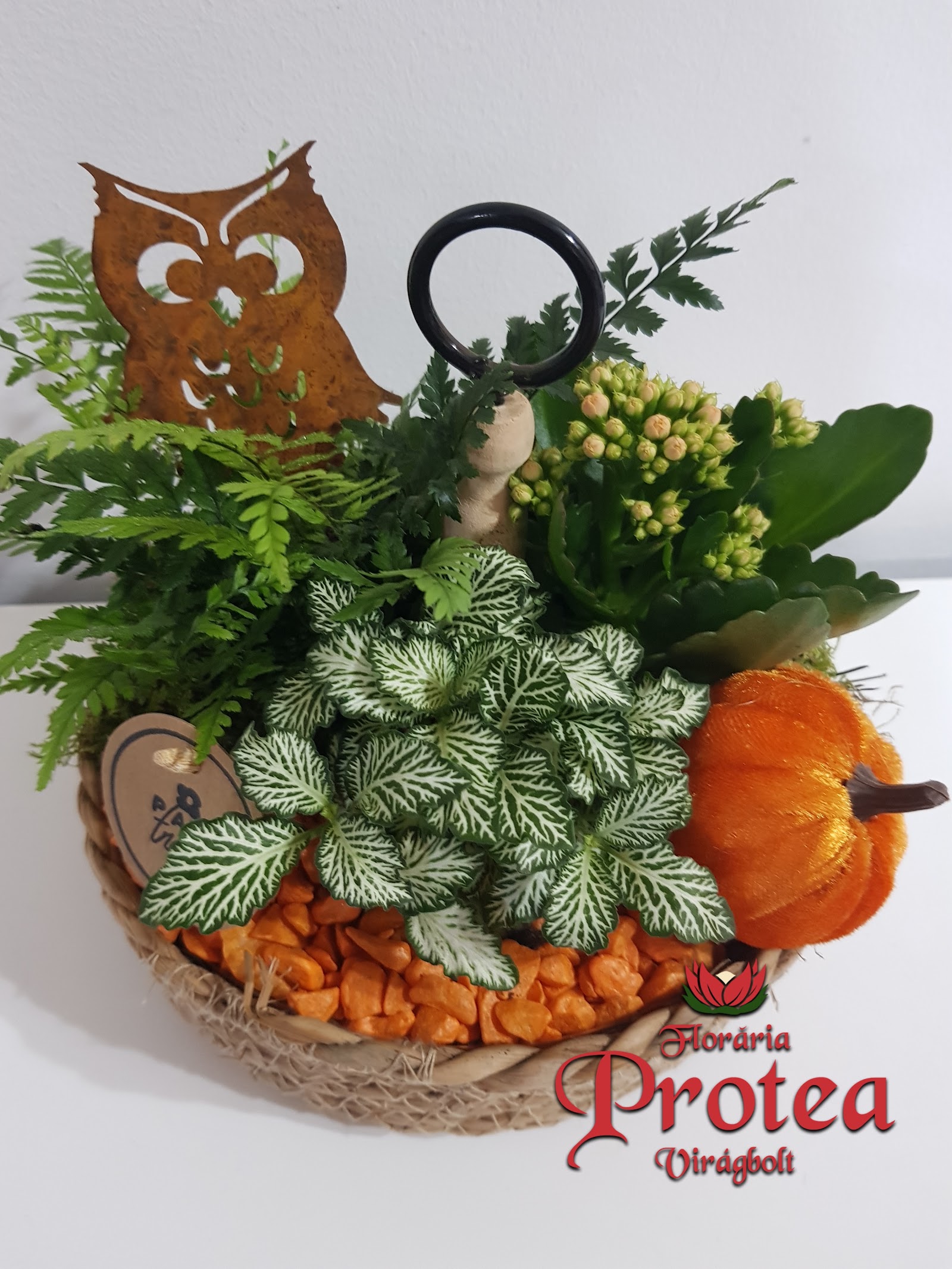 Protea