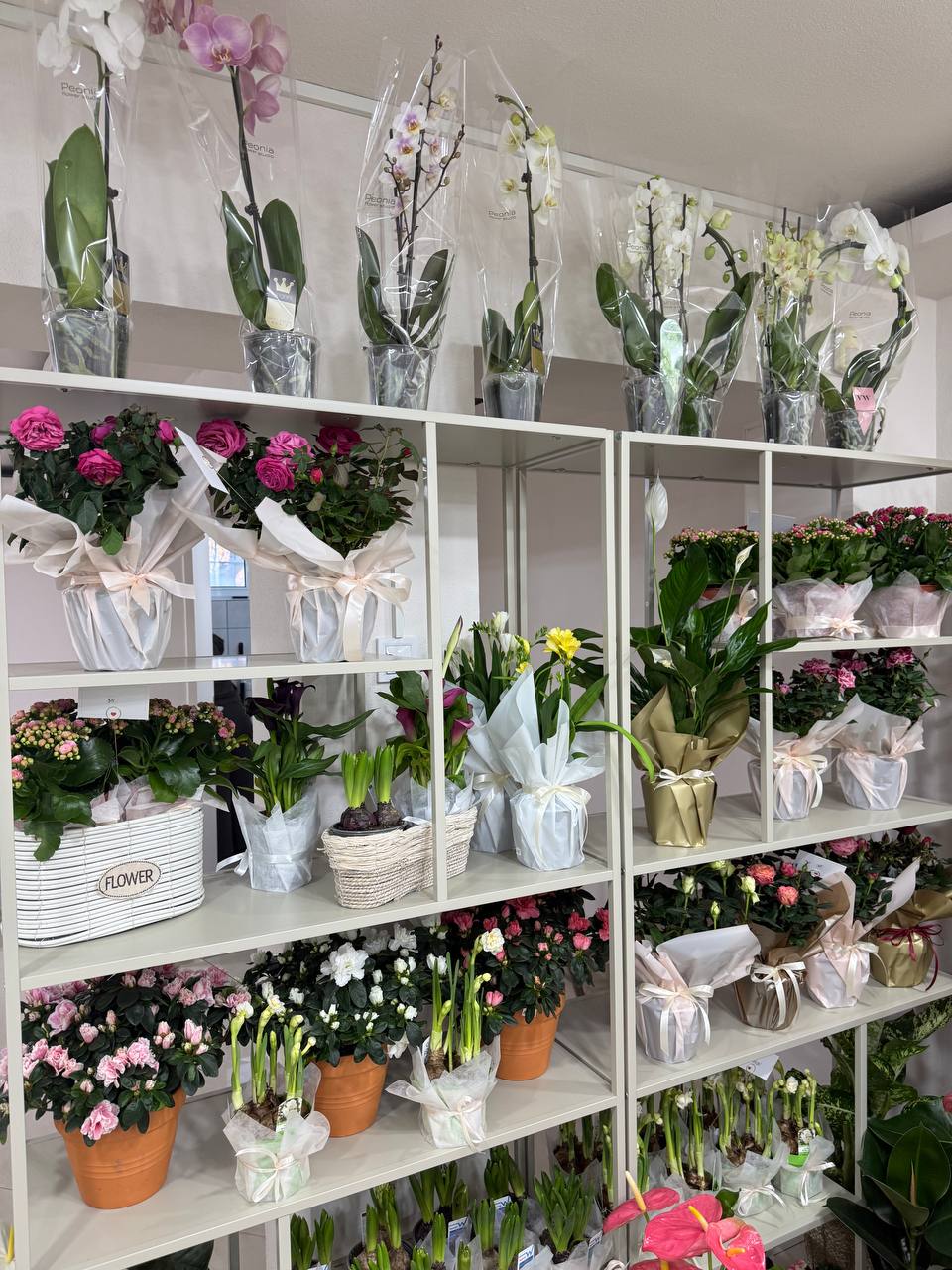 Peonia flower studio