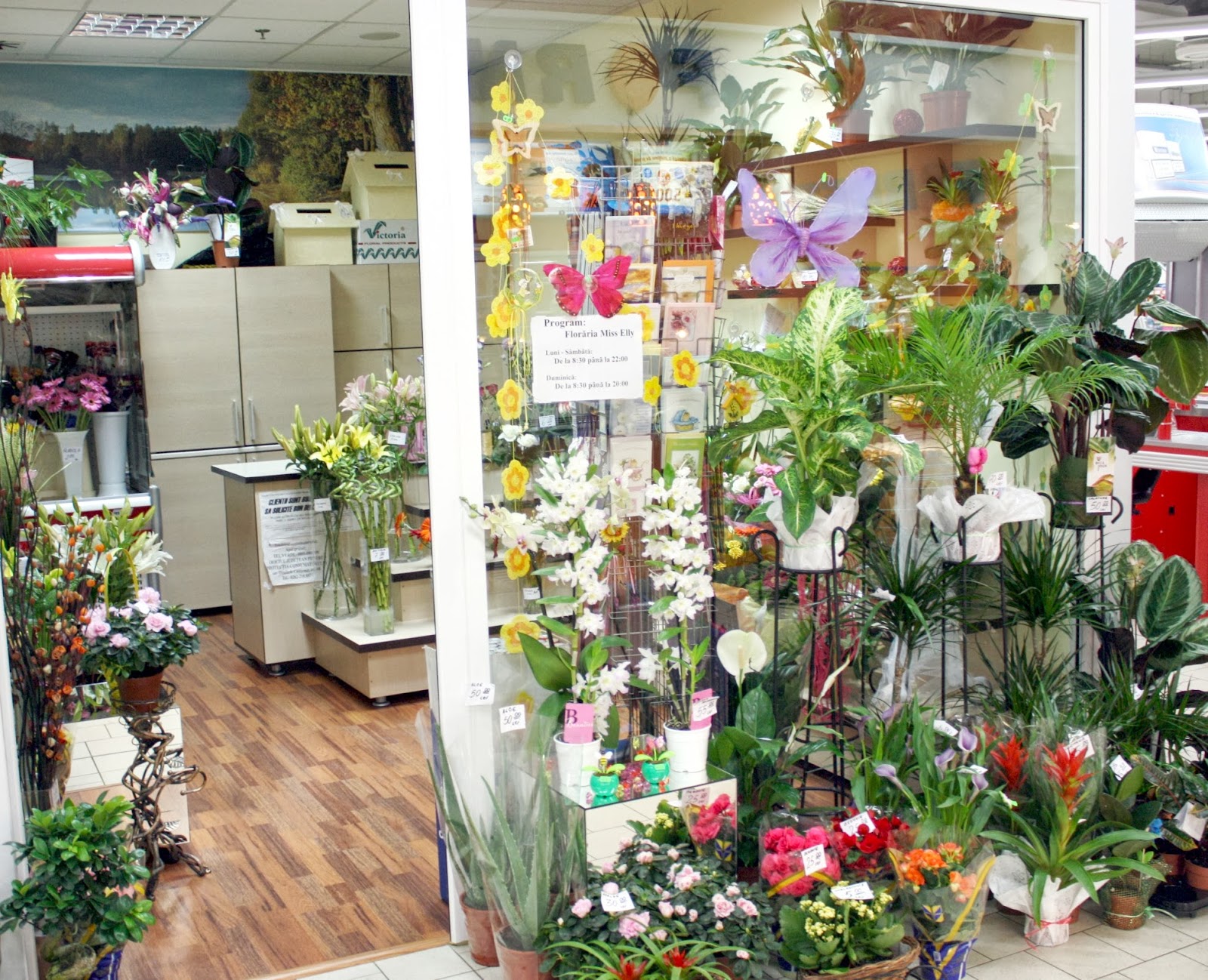 Floraria MissEly