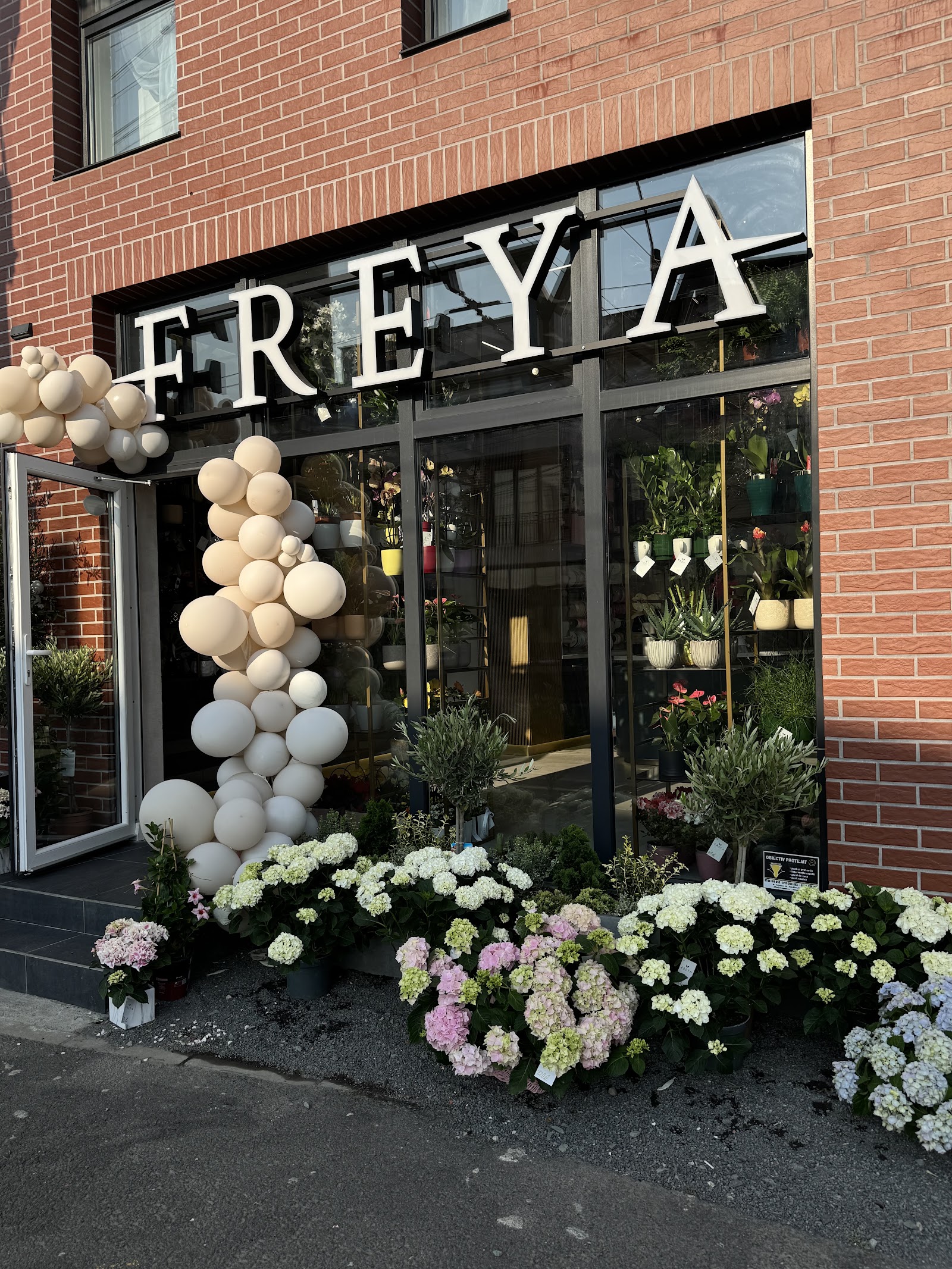 F R E Y A - Baia Mare