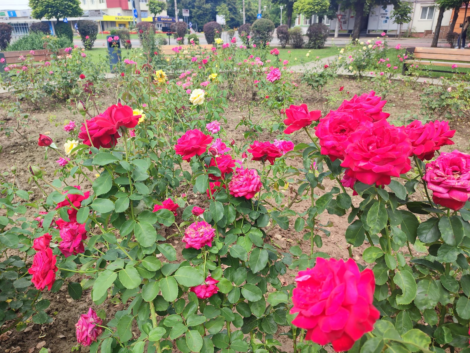 Sfara Tours Baia Mare SRL