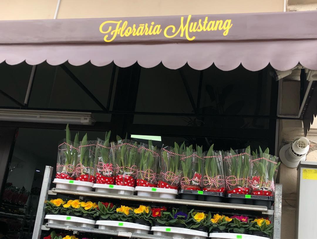Floraria Mustang Buzau